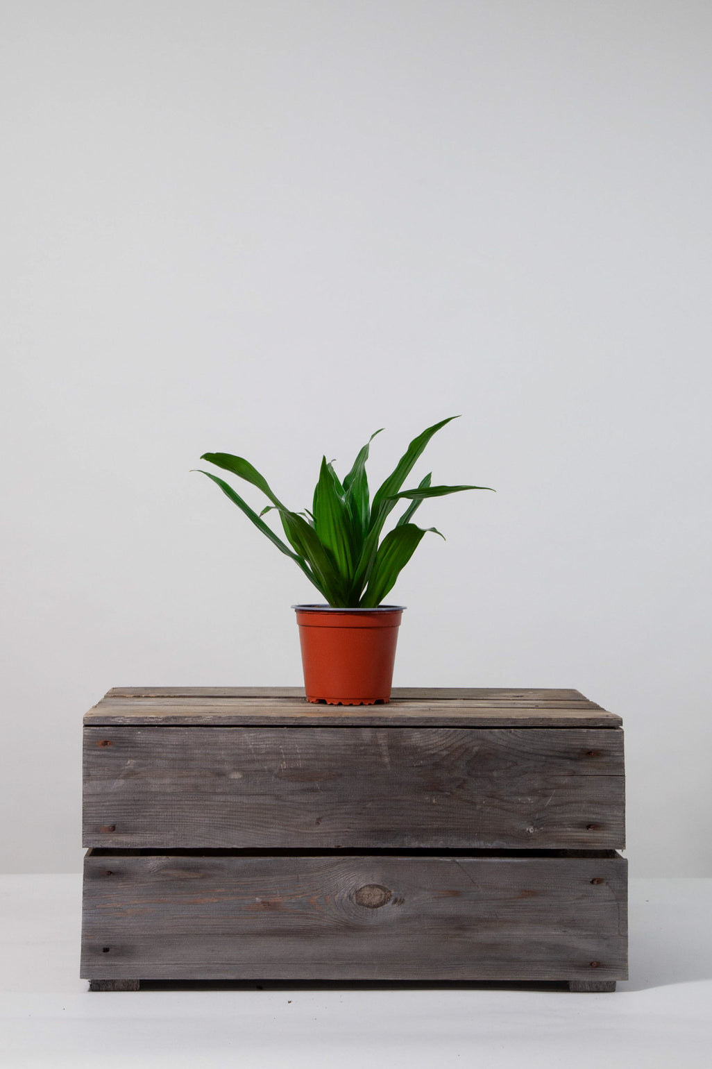 files/IndoorPlants-StudioShots13.11.2023-193.jpg
